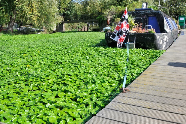 Image of floating pennywort in a canal with a houseboat floating in the middle of it.