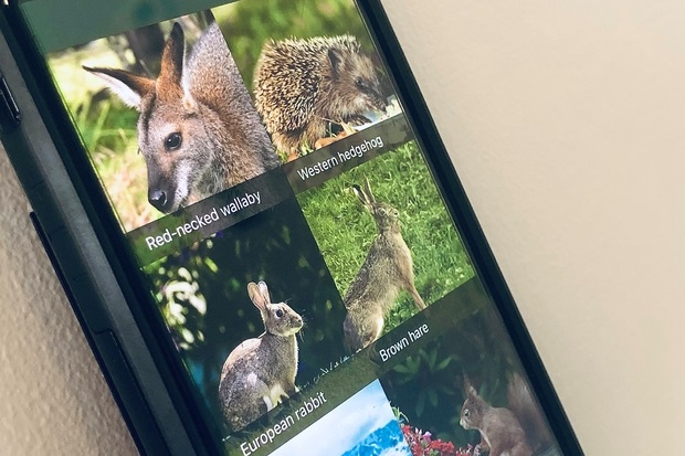 Image of a partial iPhone screen showing different animals on the iMammalia app including a red-necked wallaby, Western hedgehog, European rabbit, brown hare and a red squirrel