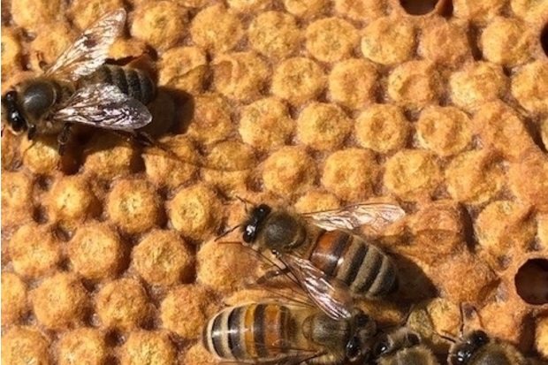 Image of 5 honeybees on a combe
