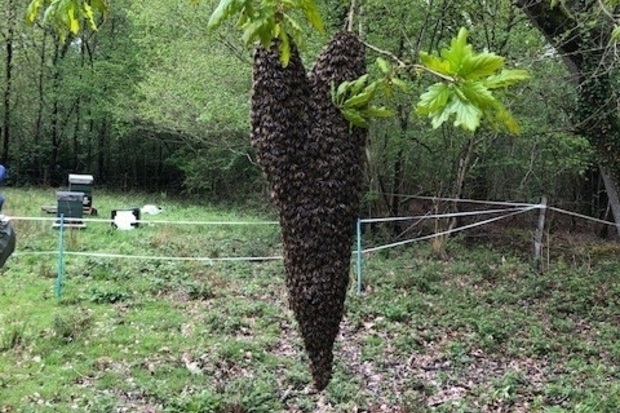 A swarm of honeybees hanging in a tree