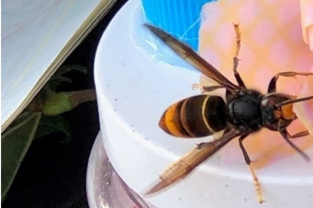 Image of an Asian Hornet on top of a jar with a white lid.