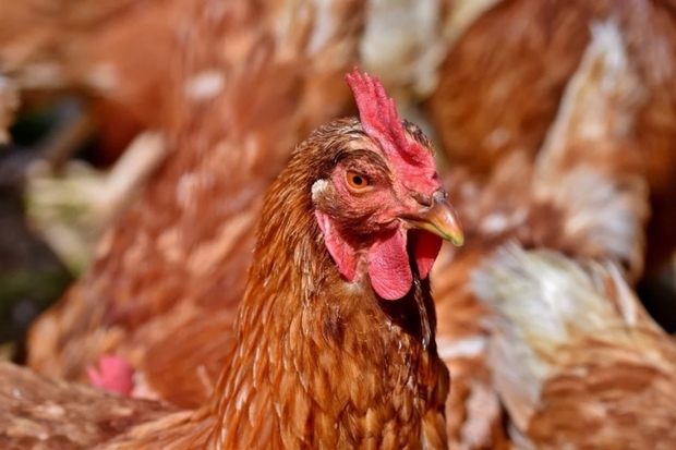 Image of a brown chicken.