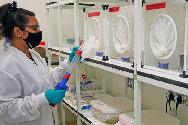 Image of a female scientist wearing a white coat, black face mask and blue gloves inside the insectary at APHA Weybridge