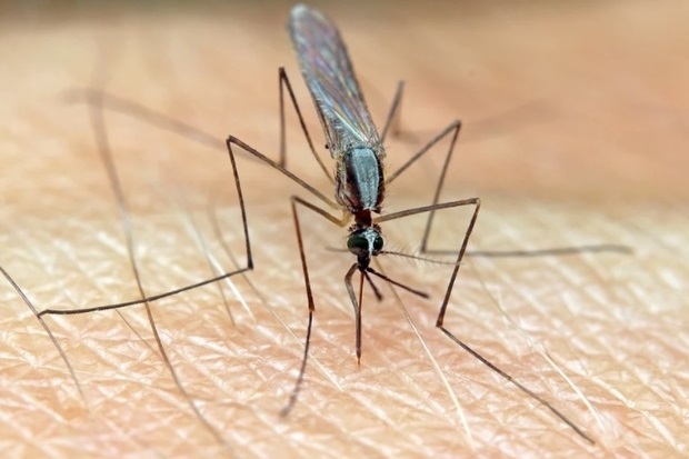 Image of a mosquito on skin