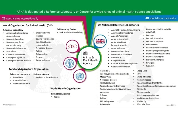 Diagram entitled, 'APHA is designated a Reference Laboratory or Centrre for a wide range of animal health science specialisms' of which there are 23 specialisms internationally and 48 nationally. World Organisation for Animal Health (OIE) reference laboratory for: antimicrobial resistance, avian influenza, bovine tuberculosis, bovine spongiform encephalopathy, bovine viral diarrhoea, brucellosis, classical swine fever, contagious agalactia, contagious equine metritis, enzootic bovine leukosis, equine viral arteritis, infectious bovine phinotracheitis, Newcastle disease, Rabies, scrapie and swine influenza; collaborating centre for risk analysis and modelling. Food and Agriculture Organisation reference laboratory for brucellosis, animal influenza and Newcastle disease and Reference Centre for antimicrobial resistance and a World Health Organisation Collaborating Centre for Rabies. APHA is also a UK National Reference Laboratory for: animal by-products feed testing, antimicrobial resistance, Aujeszky's disease, avian chlamydiosis, avian infectious laryngotracheitis, avian influenza, bovine tuberculosis, bovine viral diarrhoea, brucellosis, Campylobacter, caprine arthritis/encephalitis, classical swine fever, contagious equine metritis, COVID-19, dourine, duck viral enteritis, duck viral hepatitis, echinococcus, enzootic bovine leukosis, equine enceohalomyelitis, equine infectious anaemia, equine viral arteritis, exotic lymphangitis, fowl pox, glanders, hepatitis E, infectious bovine rhinotracheitis, maedi-visna, Newcastle disease paratuberculosis, porcine epidemic diarrhoea, porcine reproductive & respiratory syndrome, Q fever, sheep scab, surra, swine influenza, teschen disease, transmissible gastroenteritis, transmissible spongiform encephalopathies, trichinella, trichomonosis and veterinary mycoplasmas.