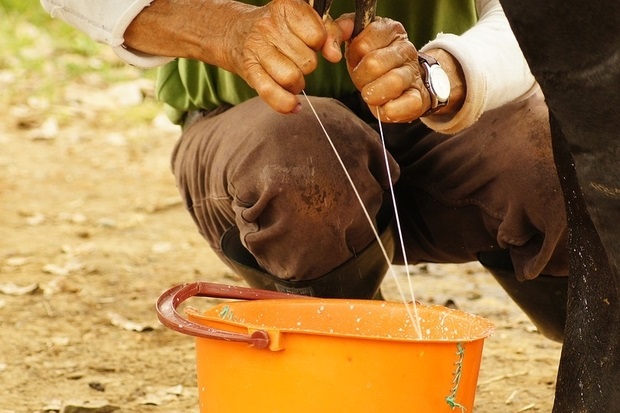 Image of a farmer hand milking a cow into an orange bucket