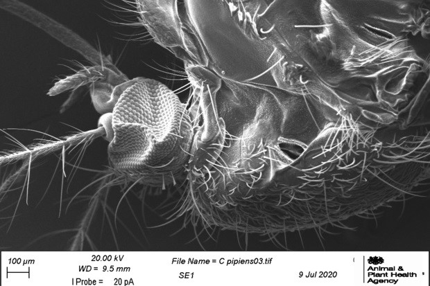 Culex pipiens, Brookwood line, as viewed under an electron microscope