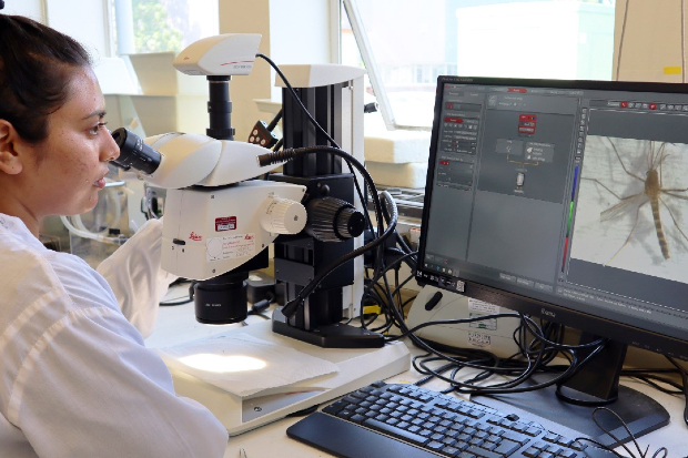 Virology scientist Sanam Sewgobind analysing dead mosquito specimens in the laboratory facilities at APHA