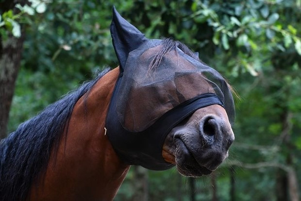 A horse wearing a protective mask designed to repel mosquitos and other flying insects