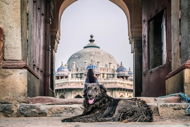 Image of a dark coloured dog laying down in front of an arch in-between buildings with a mosque in the background