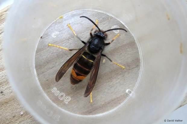 Image of an Asian Hornet at the bottom of a clear cup as viewed from above