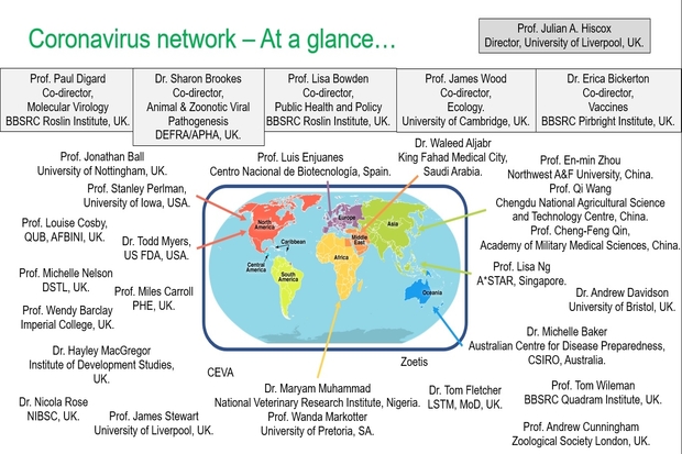 Image of a map of the world with names of those involved in the network surrounding it. The map is entitled Coronavirus network – At a glance. Names are: Prof. Julian A. Hiscox, Director, University of Liverpool, UK. Prof. Paul Digard, Co-director, Molecular Virology, BBSRC Roslin Institute, UK. Dr. Sharon Brookes, Co-director, Animal & Zoonotic Viral Pathogenesis, DEFRA/APHA, UK. Prof. Lisa Bowden, Co-director, Public Health and Policy, BBSRC Roslin Institute, UK. Prof. James Wood, Co-director, Ecology, University of Cambridge, UK. Dr. Erica Bickerton, Co-director, Vaccines, BBSRC Pirbright Institute, UK. Prof. Jonathan Ball, University of Nottingham, UK. Prof. Luis Enjuanes, Centro Nacional de Biotecnología, Spain. Dr. Waleed Aljabr, King Fahad Medical City, Saudi Arabia. Prof. En-min Zhou, Northwest A&F University, China. Prof. Qi Wang, Chengdu National Agricultural Science and Technology Centre, China. Prof. Cheng-Feng Qin, Academy of Military Medical Sciences, China. Prof. Lisa Ng, A*STAR, Singapore. Dr. Andrew Davidson, University of Bristol, UK. Michelle Baker, Australian Centre for Disease Preparedness, CSIRO, Australia. Prof. Tom Wileman, BBSRC Quadram Institute, UK. Prof. Andrew Cunningham, Zoological Society London, UK. Dr. Tom Fletcher, LSTM, MoD, UK. Zoetis. Dr. Maryam Muhammad, National Veterinary Research Institute, Nigeria. Prof. Wanda Markotter, University of Pretoria, SA. CEVA. Prof. James Stewart, University of Liverpool, UK. Dr. Nicola Rose, NIBSC, UK. Dr. Hayley MacGregor, Institute of Development Studies, UK. Prof. Wendy Barclay, Imperial College, UK. Prof. Miles Carroll, PHE, UK. Prof. Michelle Nelson, DSTL, UK. Dr. Todd Myers, US FDA, USA. Prof. Louise Cosby, QUB, AFBINI, UK. Prof. Stanley Perlman,University of Iowa, USA.