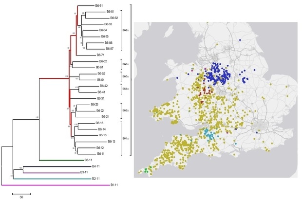 Image showing m. bovis clsdes to geographic location with a map of England and Wales with coloured dots positioned across it. The dots cluster arounf the England-Wales border and in the South West of England mainly