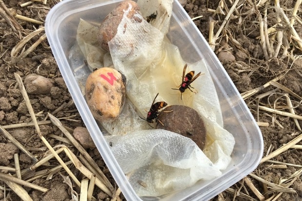 Image of two Asian hornets and a wasp in a Tupperware tub containing wet kitchen paper and some rocks. The hornets have been marked with red dots