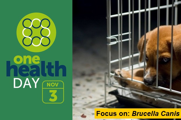 Image of a brown puppy in a dog crate next to the words, 'One Health Day Nov 3' and 'Focus on: Brucella canis'