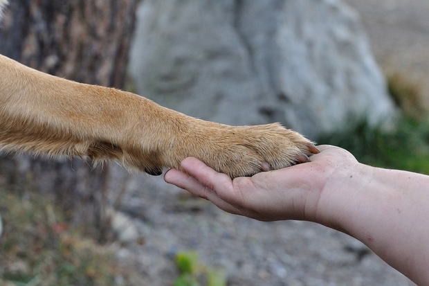 Image of a human hand holding a dog's paw