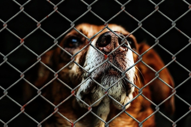 Image of a dog's head looking through a wire fence