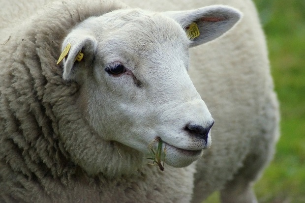 Image of a sheep eating grass