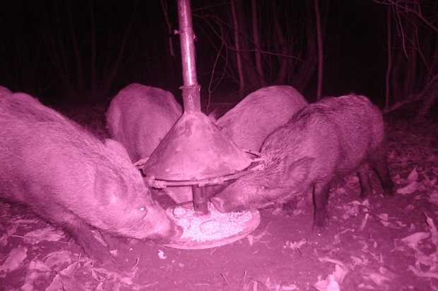 Image of four boar feeding from a feeder. The image has been taken in night-vision and is a shade of pink.