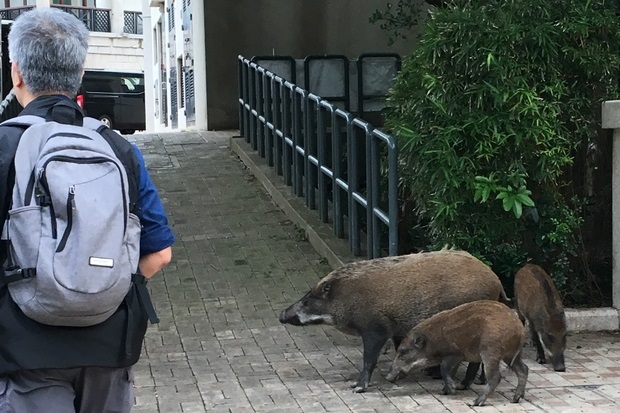 Image of the back of a man walking though a town with three wild boar