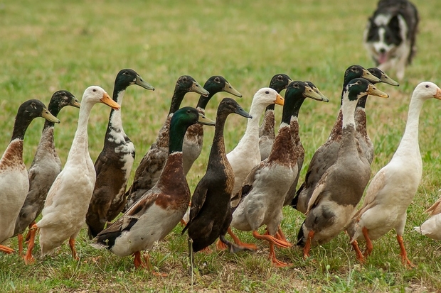 Image of a group of ducks with a sheepdog in the background