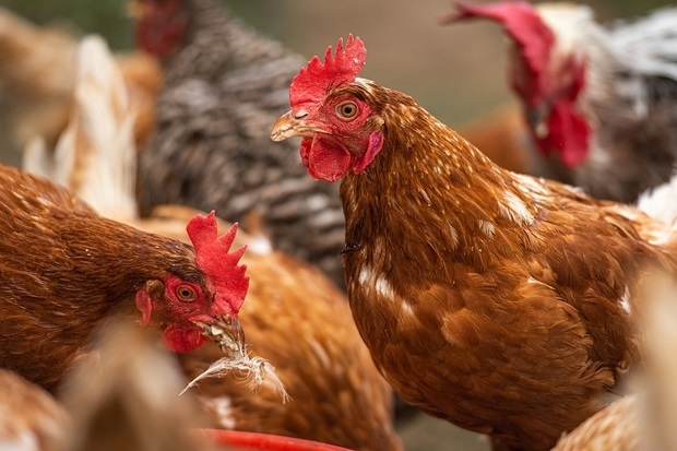 Image of a flock of chickens