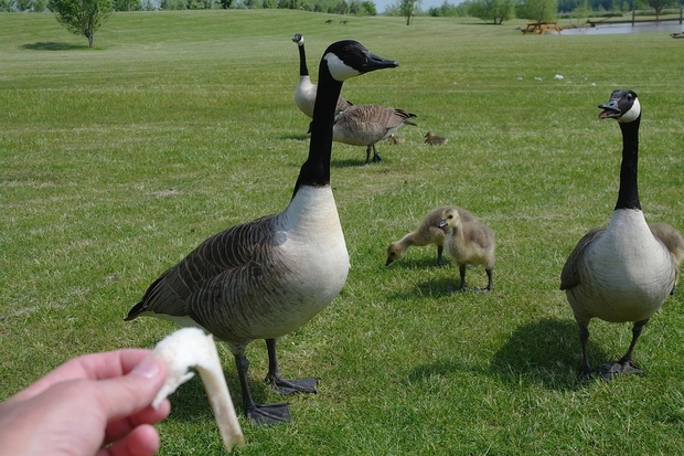 Image of a human hand offering bread to some Canada geese