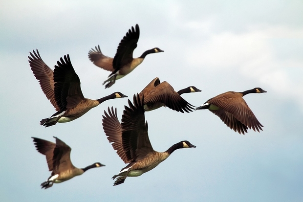 Image of six Canada geese flying in a group