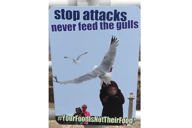 A sign picturing seagulls swooping over a child with the text, 'Stop attacks, never feed the gulls #YourFoodIsNotTheirFood'