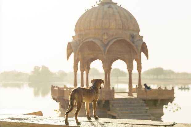 Image of a stray dog standing at the water's edge in India