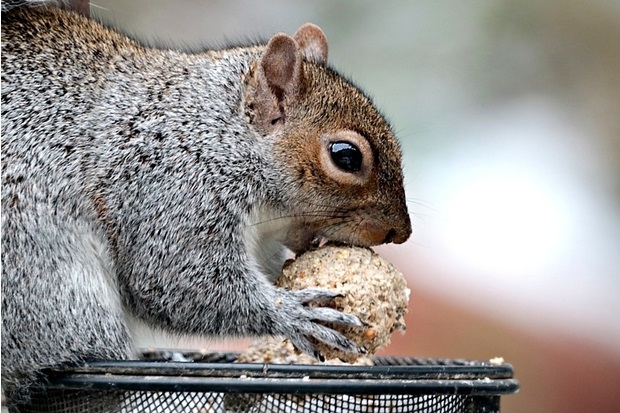 Image of a grey squirrel eating some food