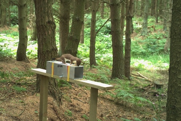 Image of a stoat standing on top of a metal tube looking inside