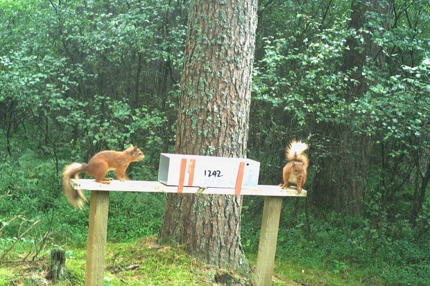 Image of two red squirrels standing on a wooden frame to which is strapped a metal tube