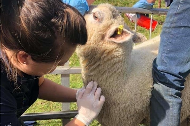 Image of a female vet taking blood from a sheep's neck
