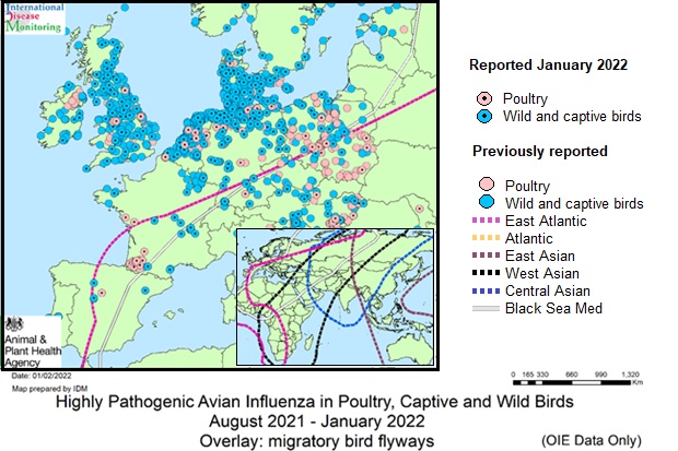 Map showing reported cases of AI in 2022 across Europe marked by blue and pink dots and dotted lines (indicating migratory bird flyways), The map is entitled "Highly Pathogenic Avian Influenza in Poultry, Captive and Wild Birds August 2021 - January 2022"