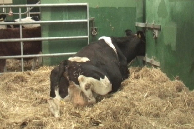 Image of a clack and white cow laying down on hay