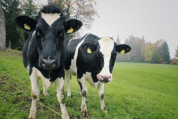 Image of two black and white cows in a field