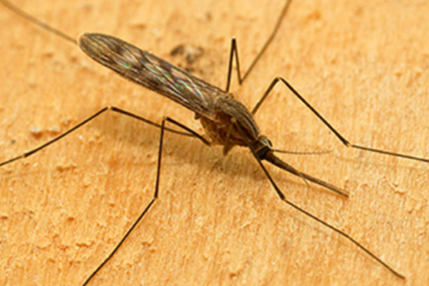An Anophelese mosquito