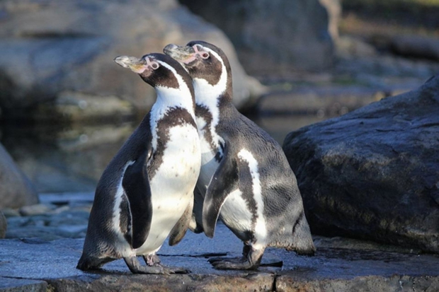 Humboldt penguins (Spheniscus humboldti)