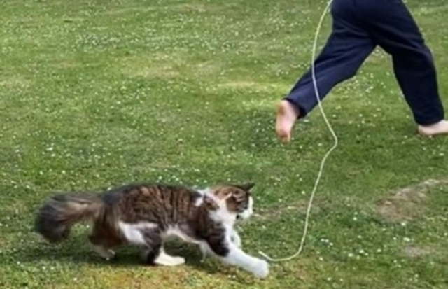 Cat chasing string