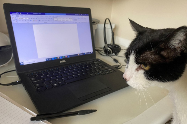 Cat sitting in front of laptop