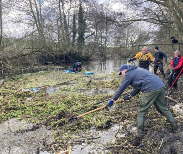 Hauling the pennywort across the river to the bankside.