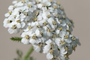 Yarrow