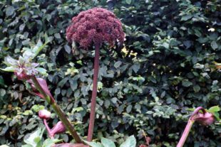 Purple angelica