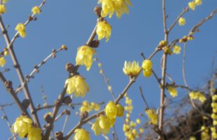 Wintersweet