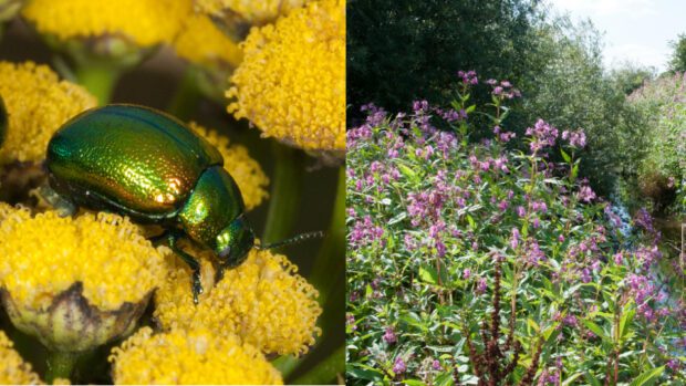 tansy beetle and Himalayan balsam