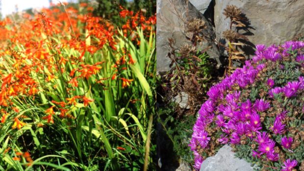 Montbretia and Hottentot fig