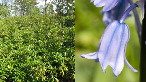Rhododendron and Spanish bluebell