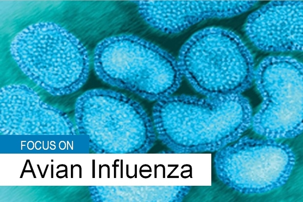 Image of avian influenza virus with the words 'Focus on avian influenza'