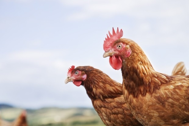 Image of two chickens